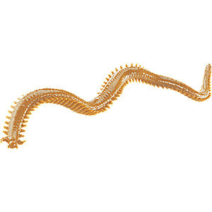 Berkley 1109381 Gulp! Sandworm Soft Bait 6" Length, Camouflage, per 10 1109381