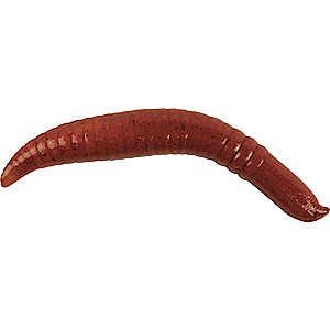 Berkley 1253975 Gulp! Pinched Crawler Soft Bait 2" Length, Nightcrawler, Per 6