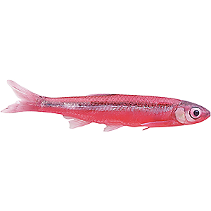 Cabela's Preserved Shiners - (013)Natural 5202C