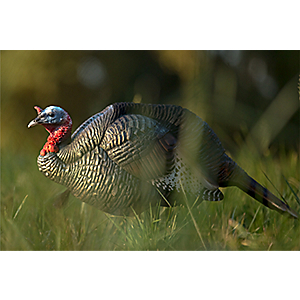 Dave Smith Decoys 3/4-Strut Jake Turkey Decoy