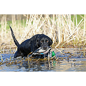 ASD Avery Sporting Dog Ez-Bird Dummies - Green 02010