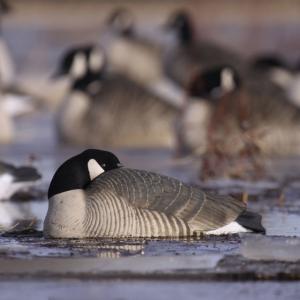 Greenhead Gear Pro-Grade Goose Decoy,Honker Shells/Sleeper Pack,Dozen 72062