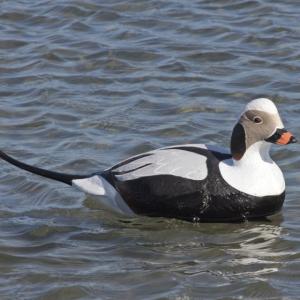 Greenhead Gear Commercial Grade Long-Tailed Ducks Foam Filled,1/2 Dozen 74027