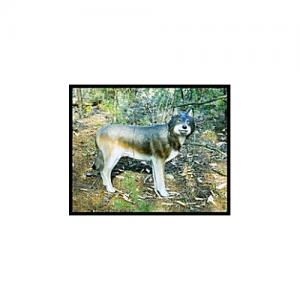 Mckenzie Wolf HD 745435501509