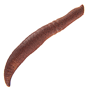 Berkley 1237302 Gulp! Floating Pinched Crawler Soft Bait 2" Length, Nightcrawler
