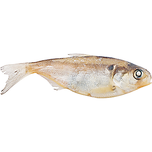 Cabela's Preserved Shad - Chartreuse
