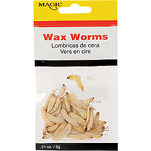 Magic Preserved Wax Worms - Brown